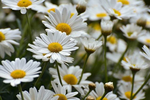 daisies, flower meadow, bloom, summer, meadow marguerite, beautiful flowers, flower, garden, blossoms, flower background, petals, spring, plant, flora, flower wallpaper, white, nature